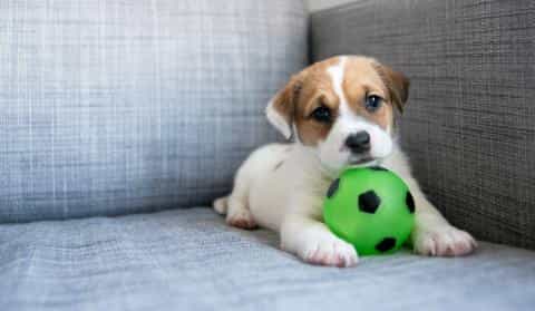 Puppy Supply Checklist: Everything You Need for Your New Furry Friend
