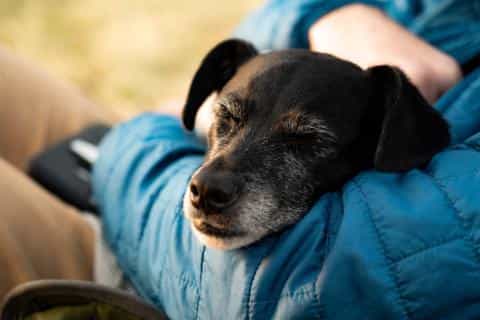 Housebreaking a Rescue Dog: A Step-by-Step Guide