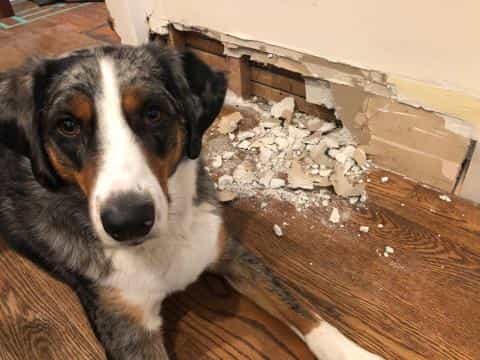 Understanding Severe Anxiety in Dogs: Signs, Causes, and Solutions