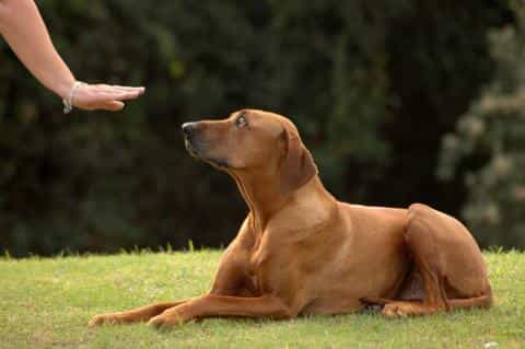 The First Training Commands Every Dog Owner Should Know