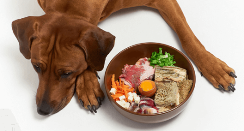Protein in a Dog’s Diet: Recommended Daily Intake and Best Sources