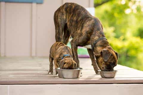 Feeding Two Dogs: Keeping Mealtime Safe and Stress-Free