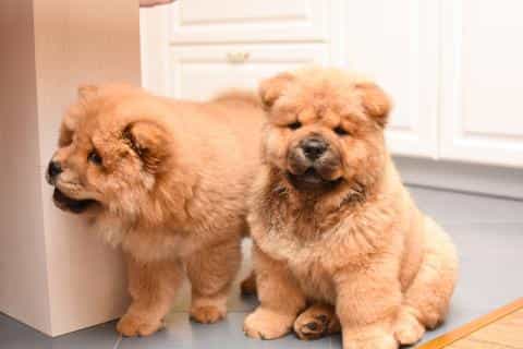 Chow Chow: Everything You Should Know About the Breed